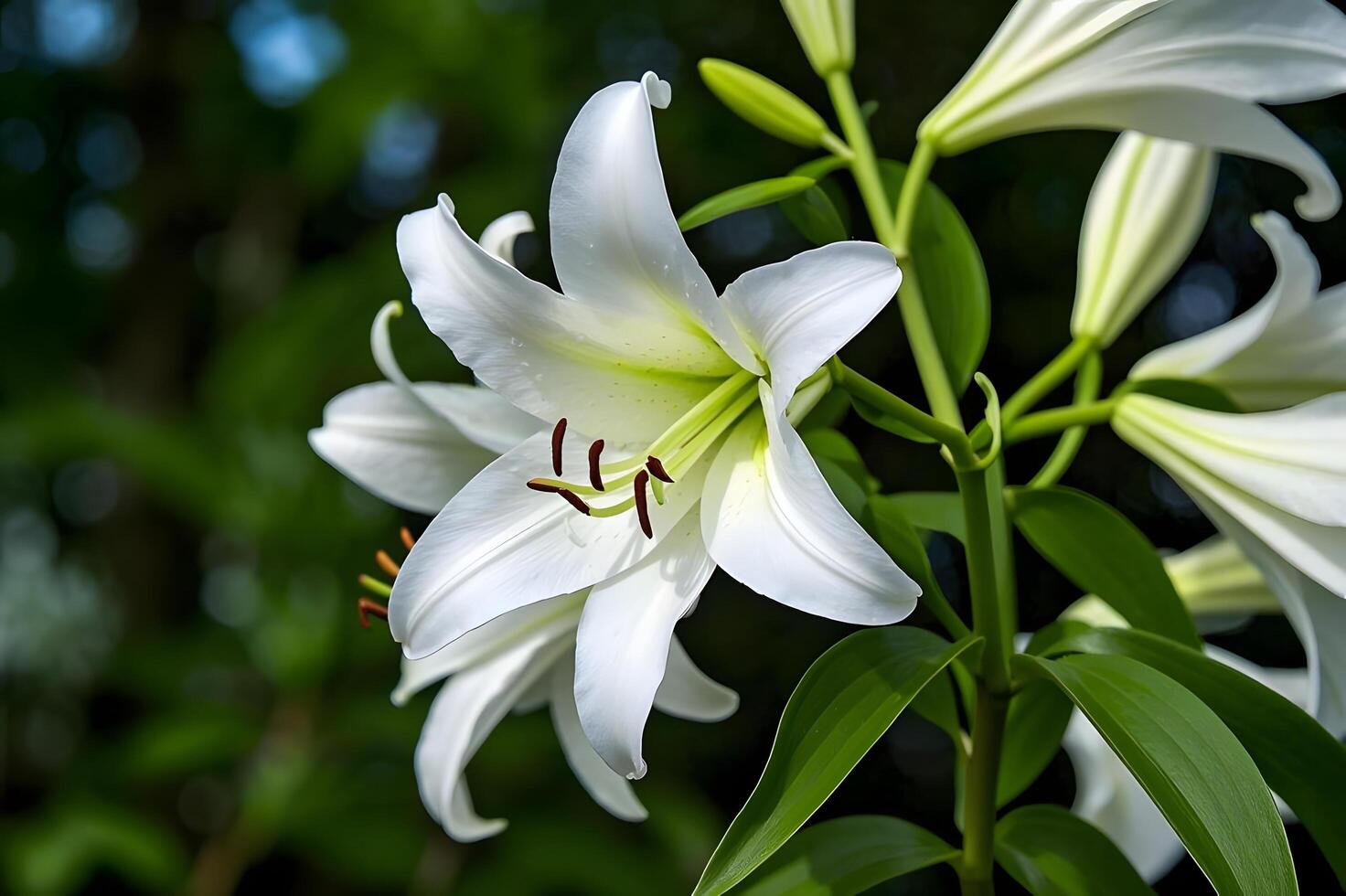 White lily on a garden. photo