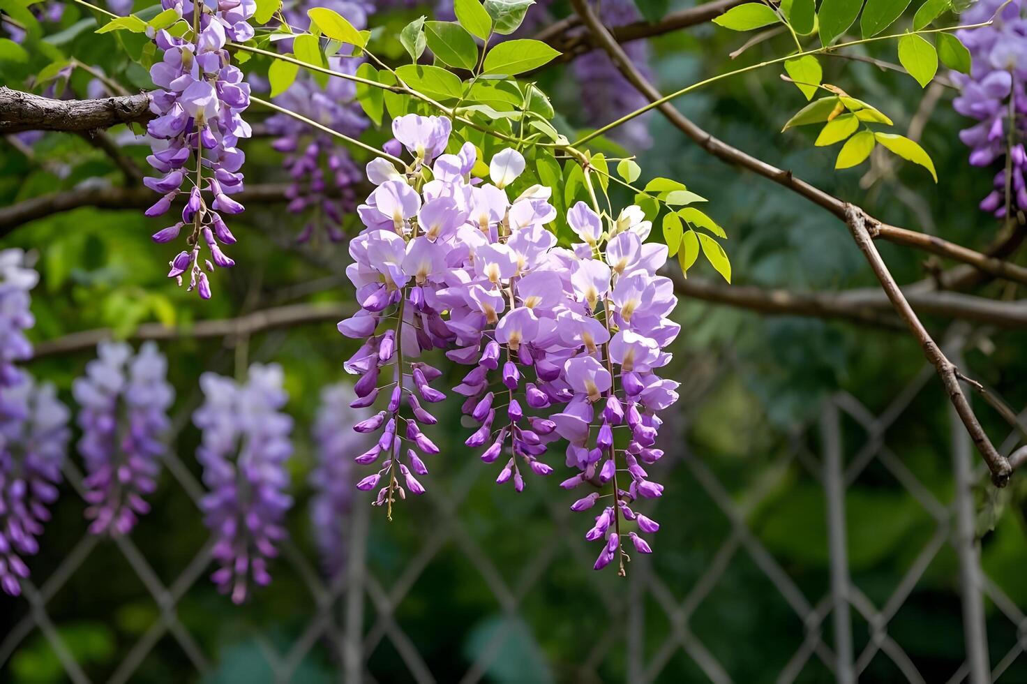 Lilac flowers in the garden photo