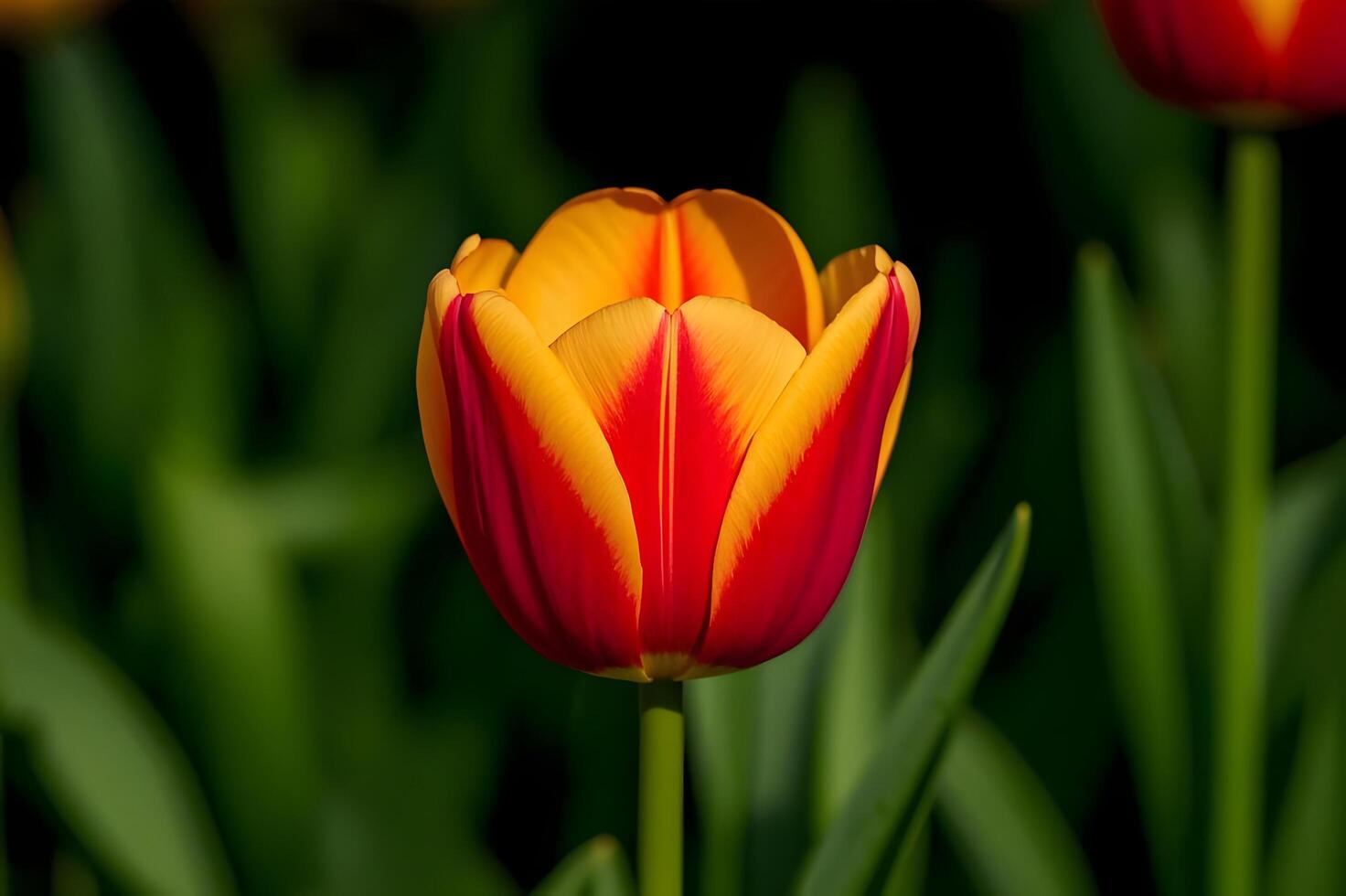 a red and yellow tulip is in the middle of a field photo