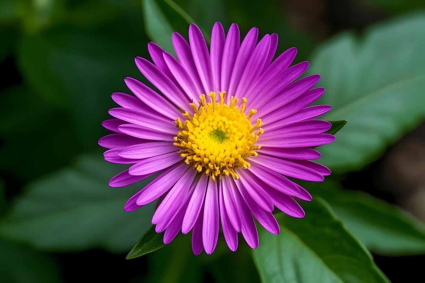 A purple flower with yellow center is in the middle of green leaves. photo