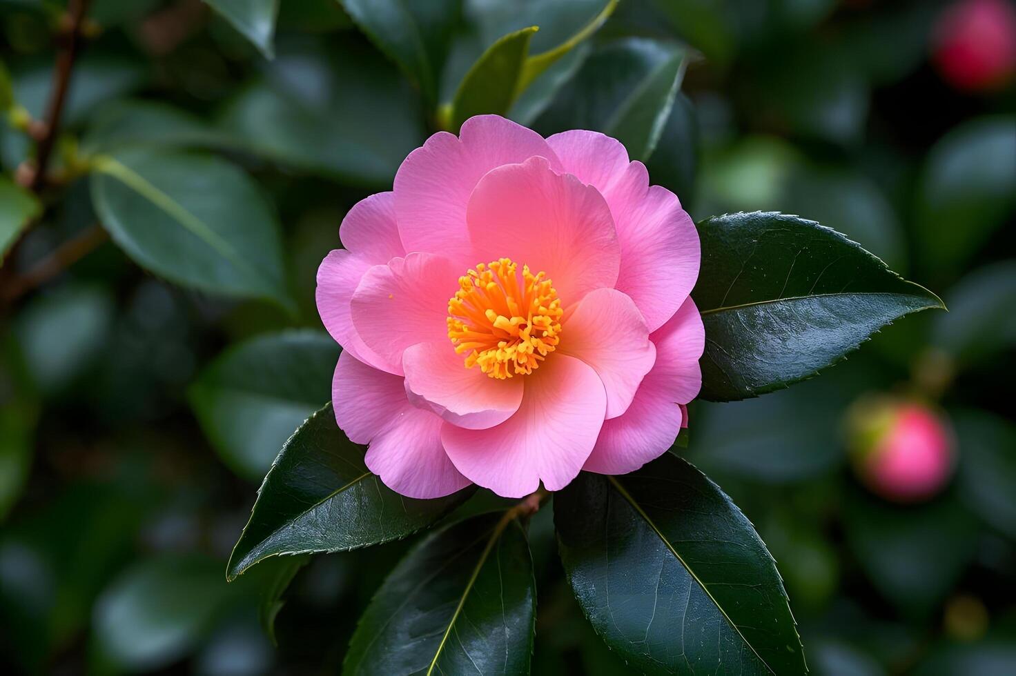 A pink flower with green leaves in the background. photo