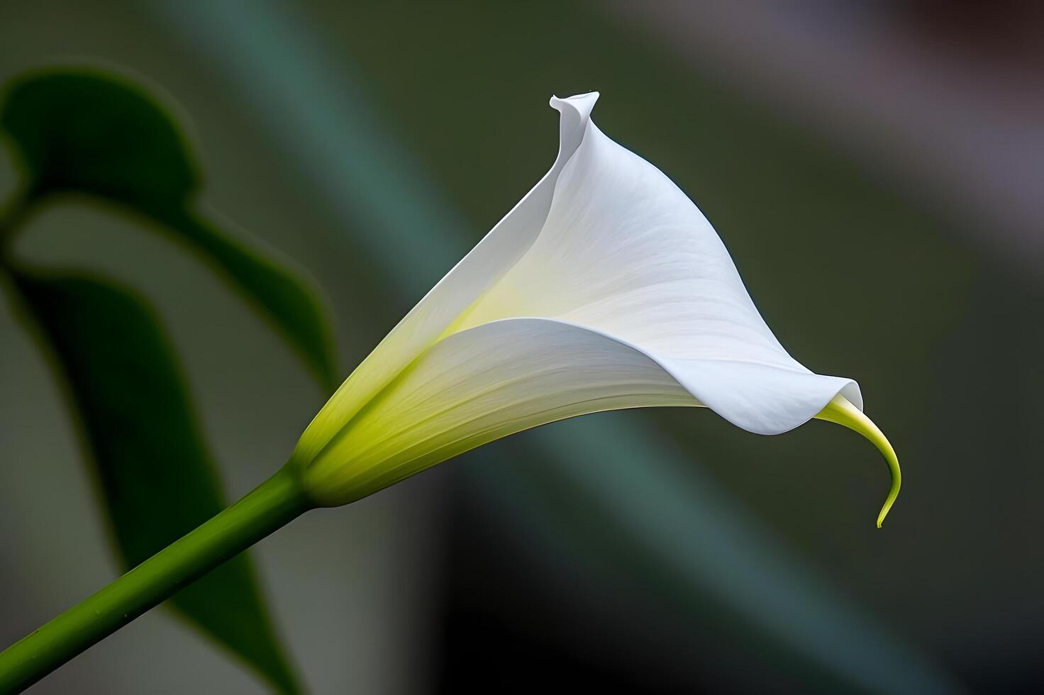 A white calla lily is blooming in front of a green plant. photo