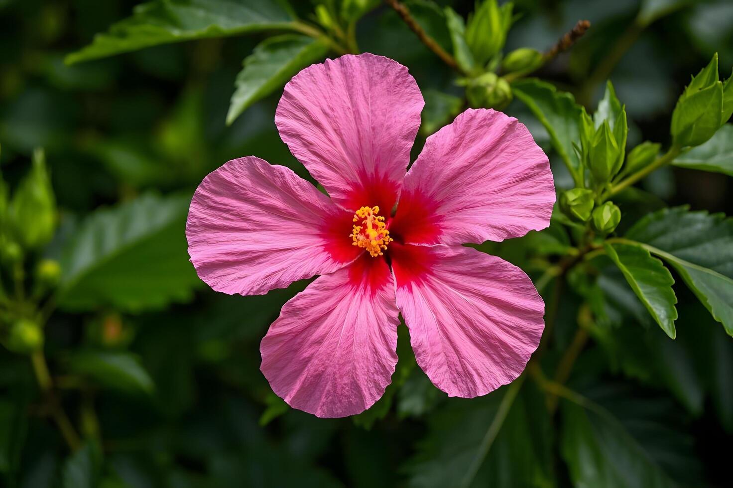A pink flower is shown in front of green leaves. photo