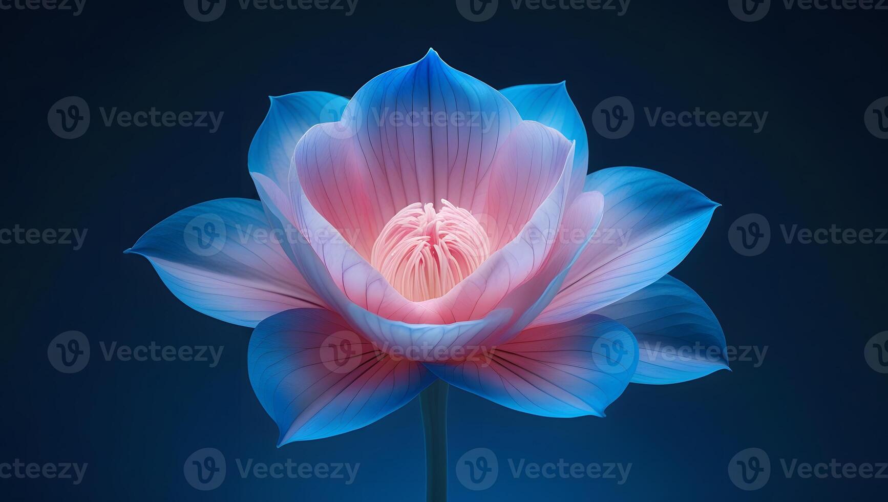 Lotus flower on blue background photo