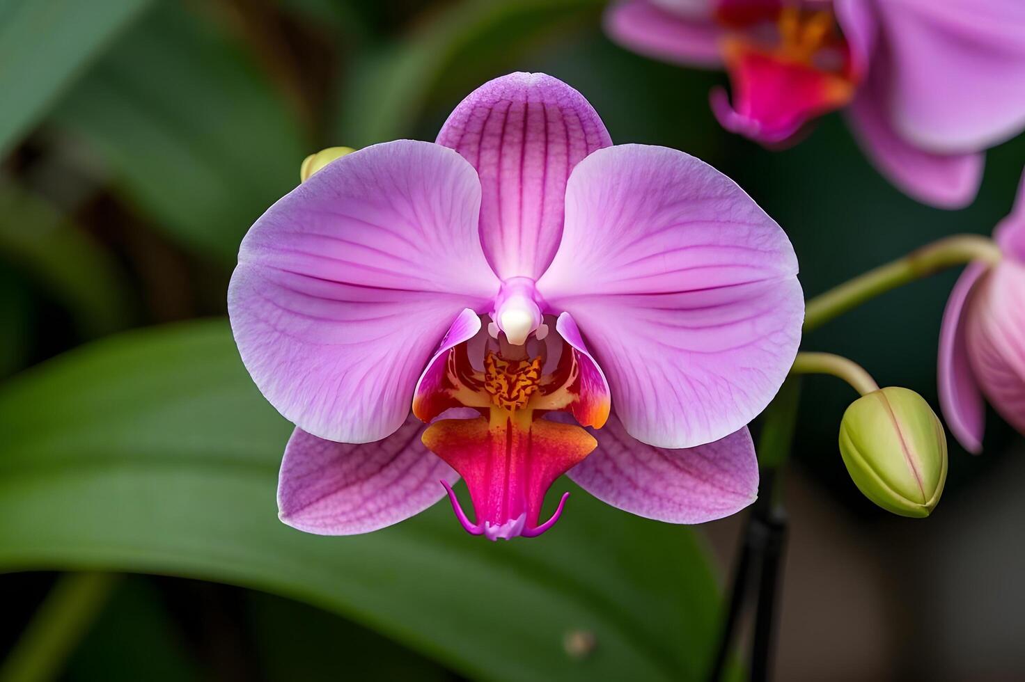 Two pink orchids are blooming in a garden. photo