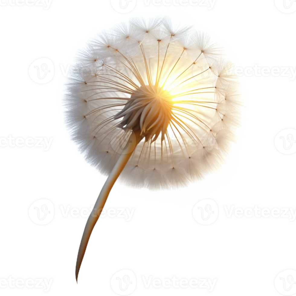 magnificent contemporary A lone dandelion seedhead, delicate and ethereal, illuminated by a backlight, minimalist photography style detailed png