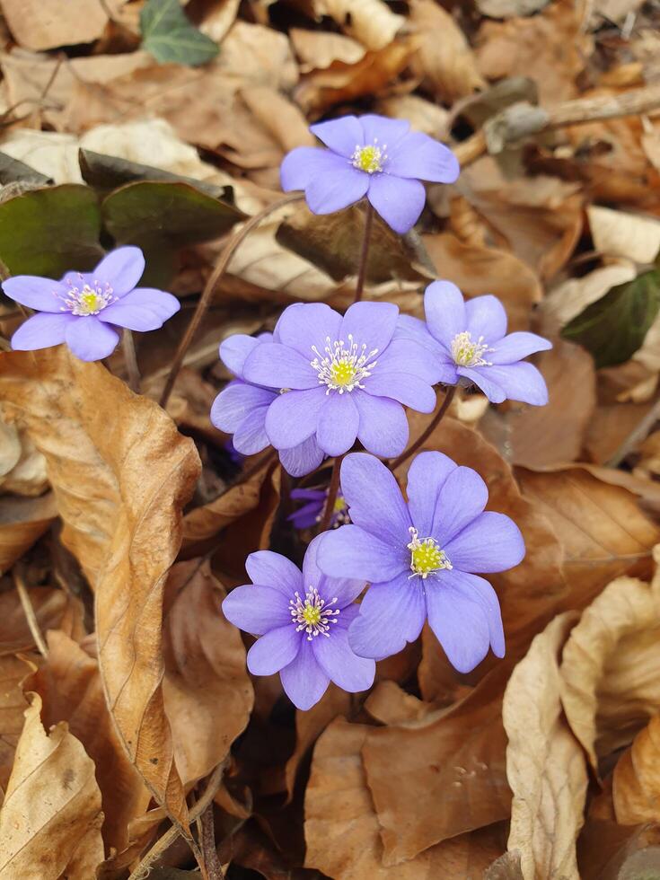 The first flowers of the common undergrowth, breaking through a layer of fallen leaves and snow photo