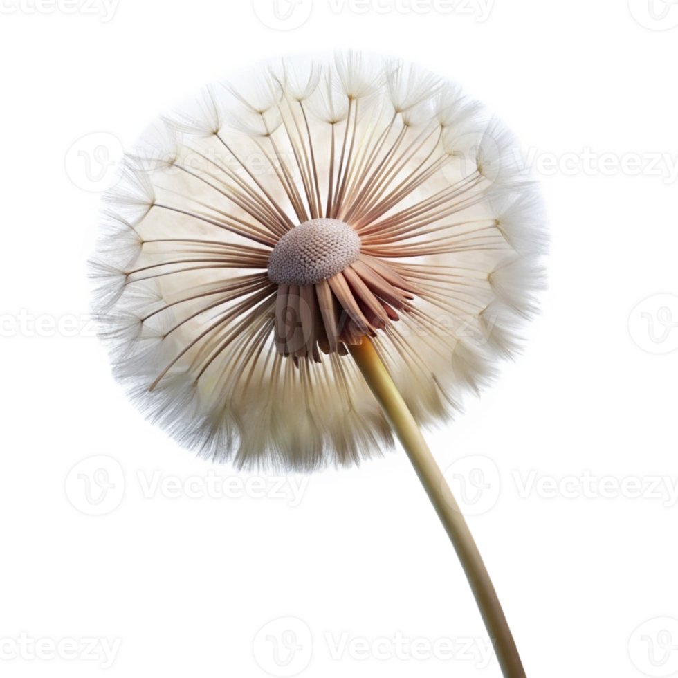 wonderful traditional A delicate dandelion seedhead, moments before dispersing in the wind, soft focus, macro photography style professional png