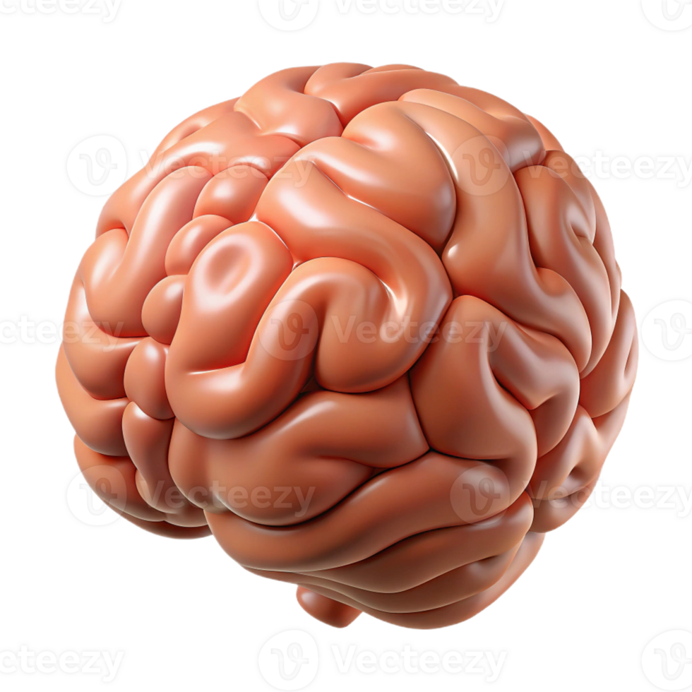 beautiful vintage A realistic brain, human, detailed, exclusive png
