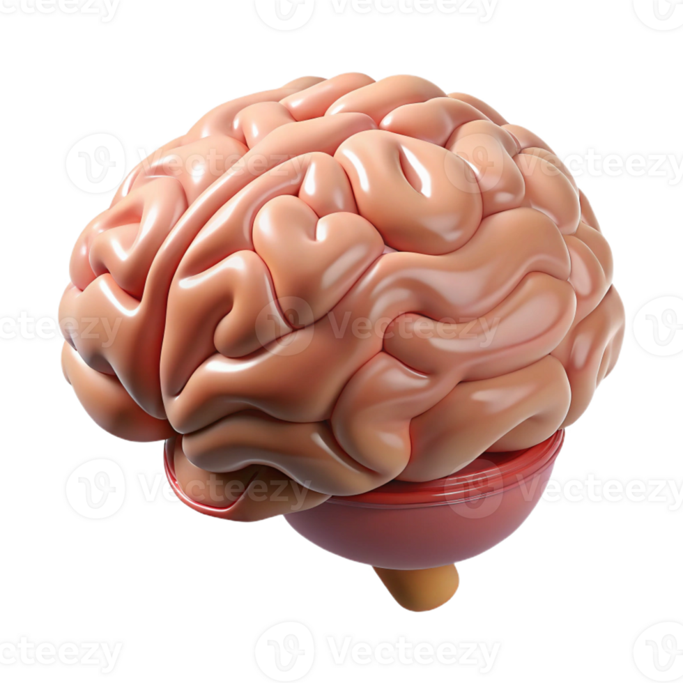 wonderful artistic Human brain anatomical model, high quality png