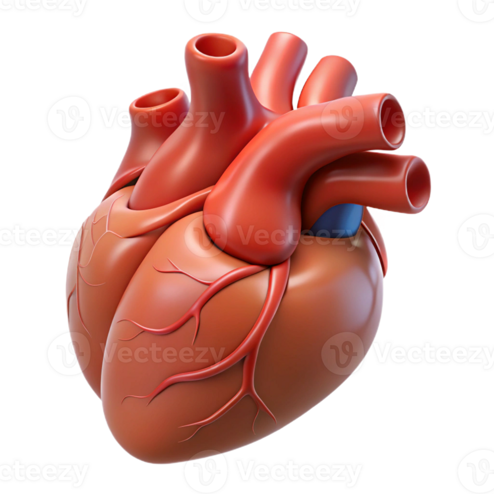 elegant creative Human heart anatomical illustration, original png