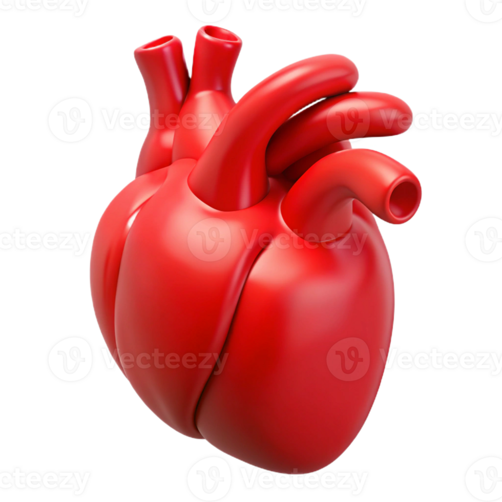 dramatic traditional A human heart, anatomically correct, vibrant red, professional png
