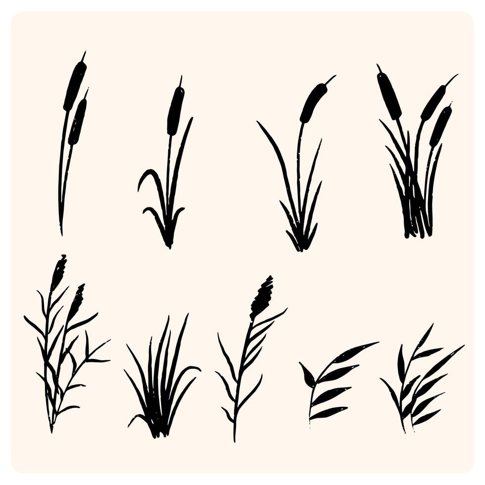 Beach grass, reeds silhouette isolated on white vector