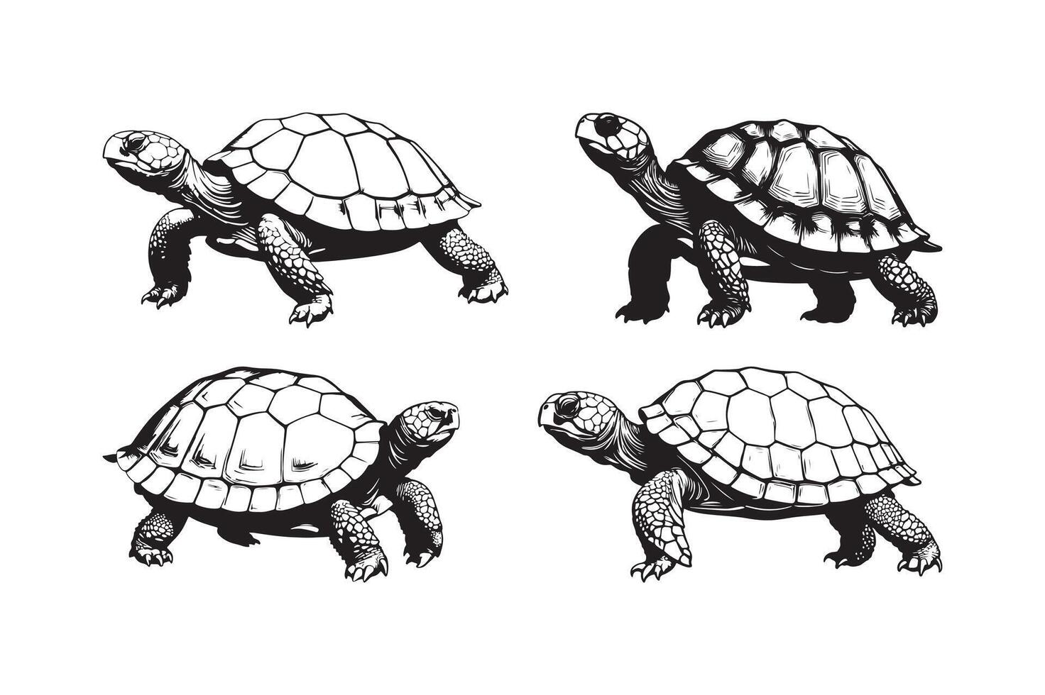 Realistic Tortoise and Turtle Illustration Set vector