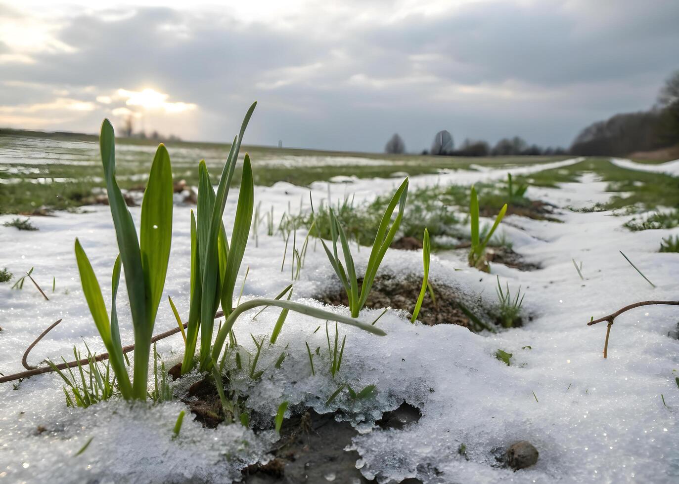 A spring morning when the snow gradually melts, revealing the first green shoots breaking through the ground, is beautiful. photo