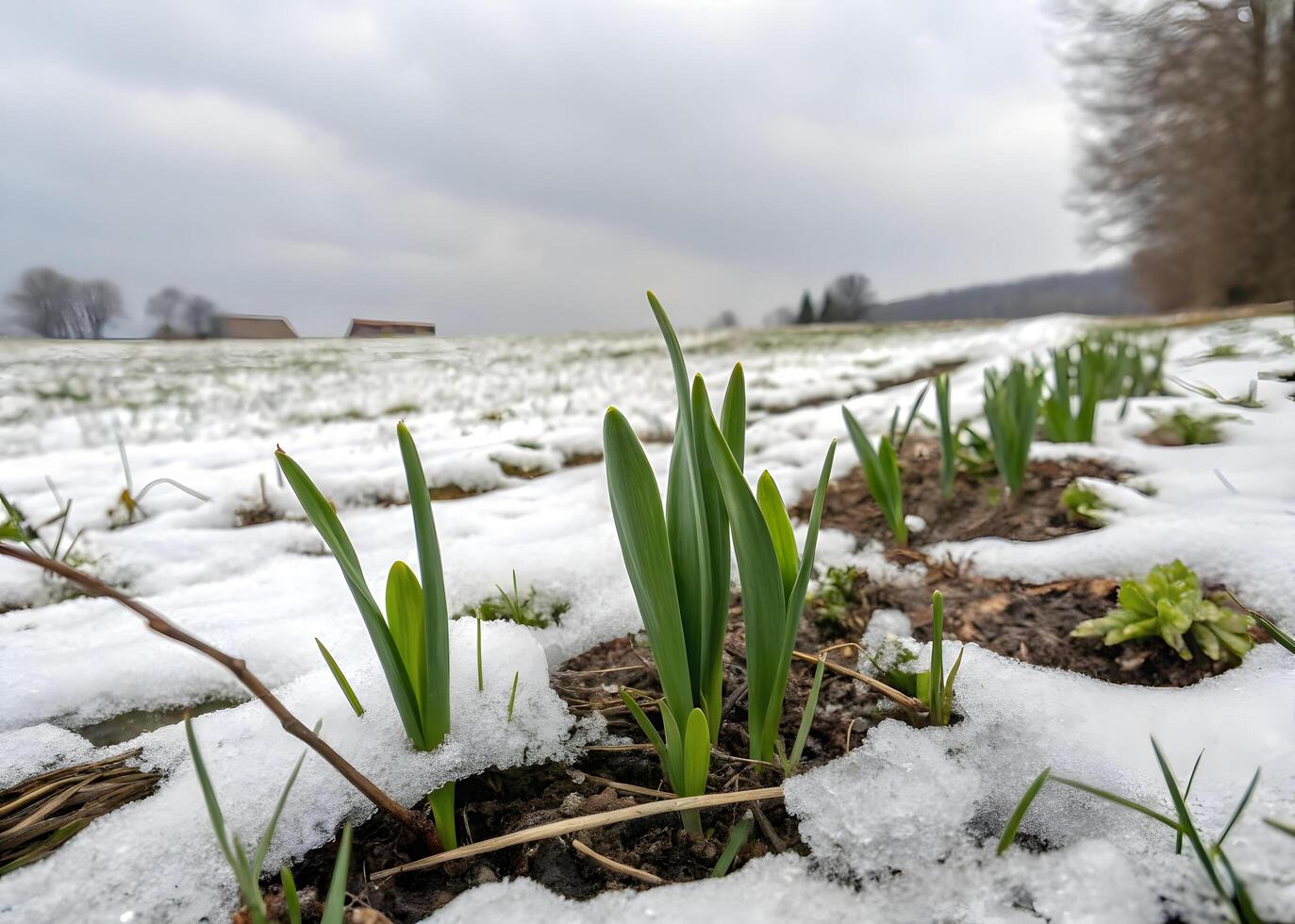 A spring morning where the snow gradually melts, revealing the first green shoots that break through the ground. photo