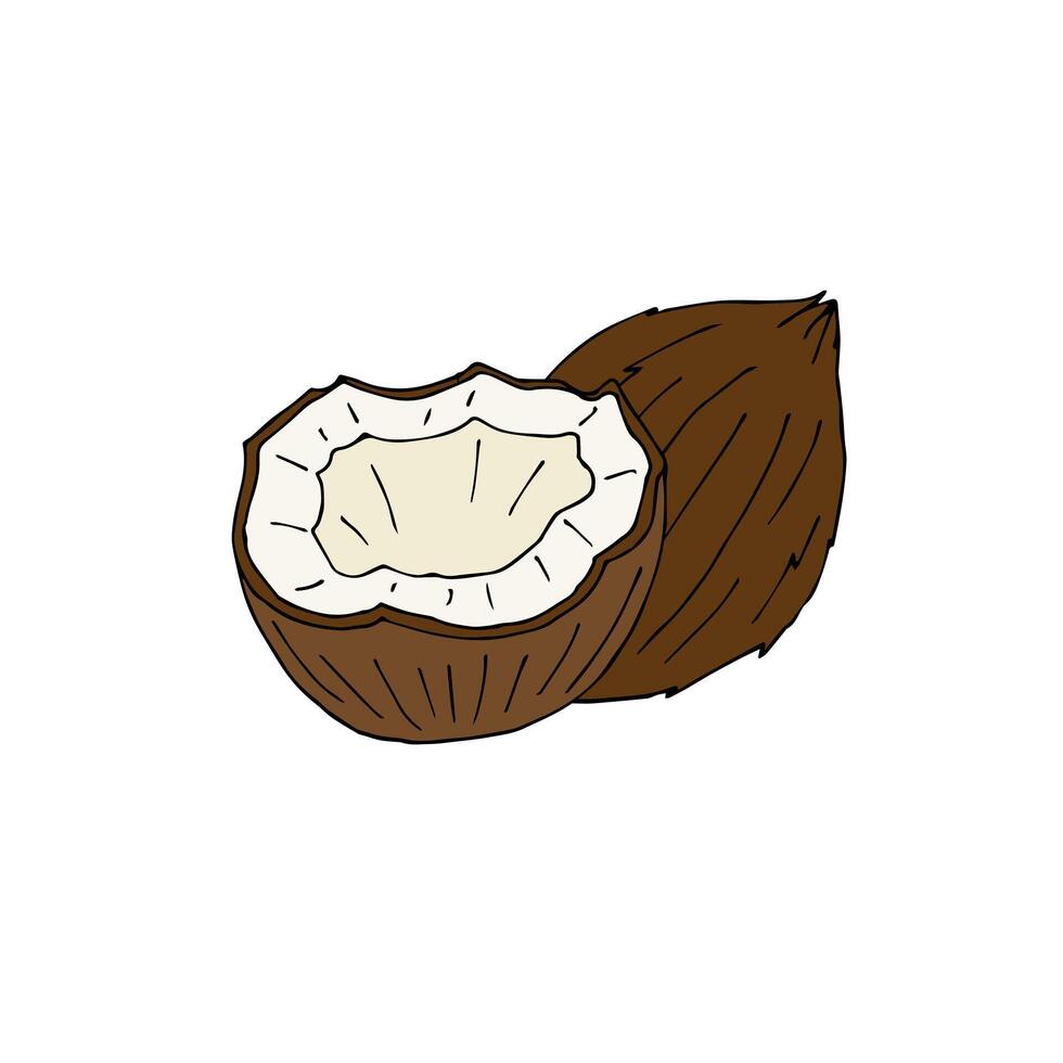Hand drawn sketch coconut isolated vector