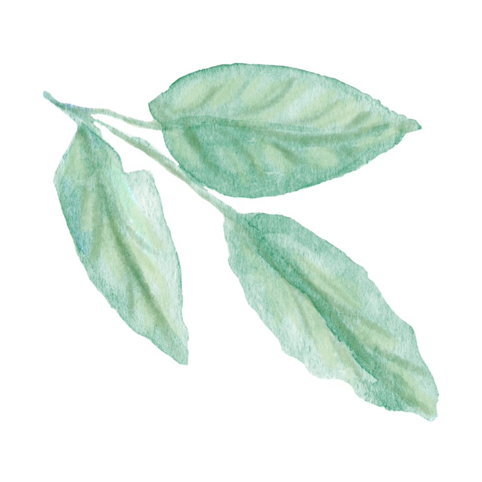 Watercolor hand painted green stem with three leaves on transparent background. Botanical watercolor rustic greenery for design. Tree art design png
