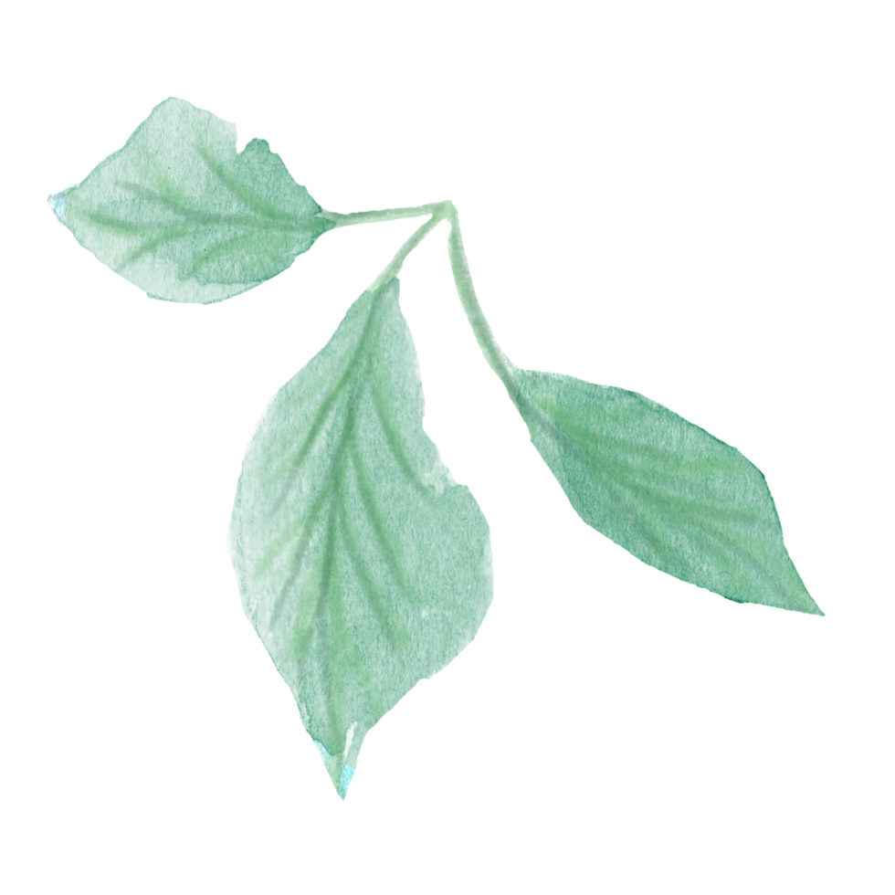 Watercolor hand painted green stem with leaves on transparent background. Botanical watercolor rustic greenery element for design. Tree art design png