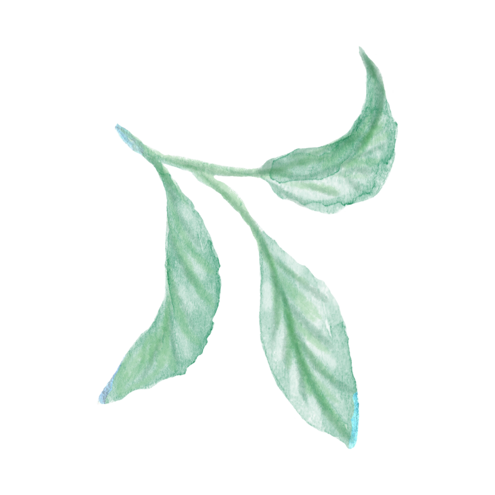 Watercolor hand painted green stem with three leaves on transparent background. Watercolor rustic greenery for design. Tree art design png