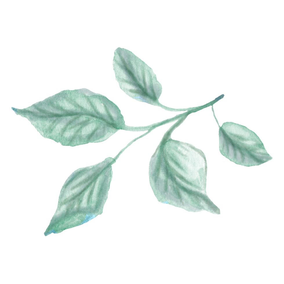 Watercolor hand painted green stem with leaves on transparent background. Botanical watercolor rustic greenery for design. Tree art design png