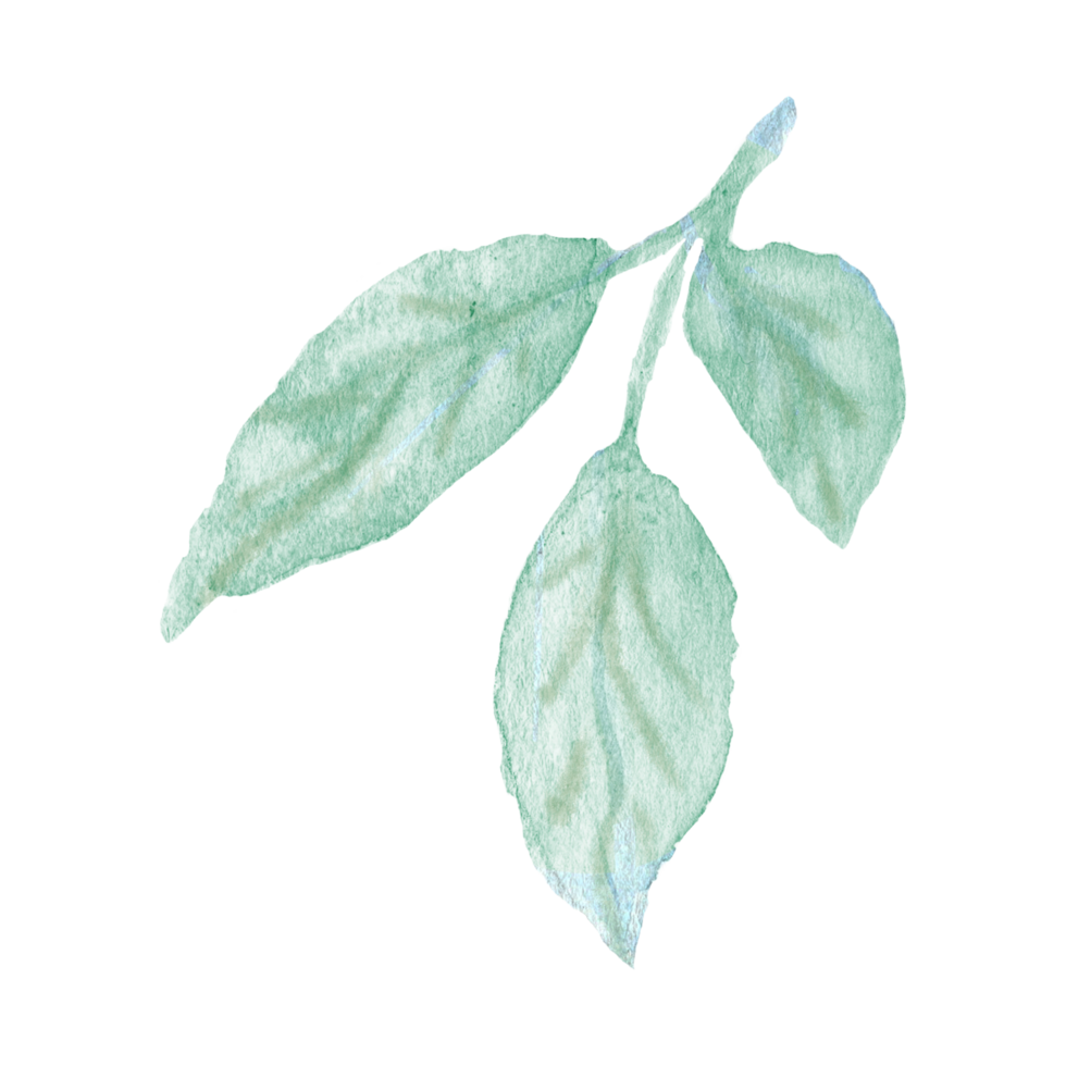 Watercolor hand painted green stem with three leaves on transparent background. Botanical watercolor rustic greenery element for design. Tree art design png