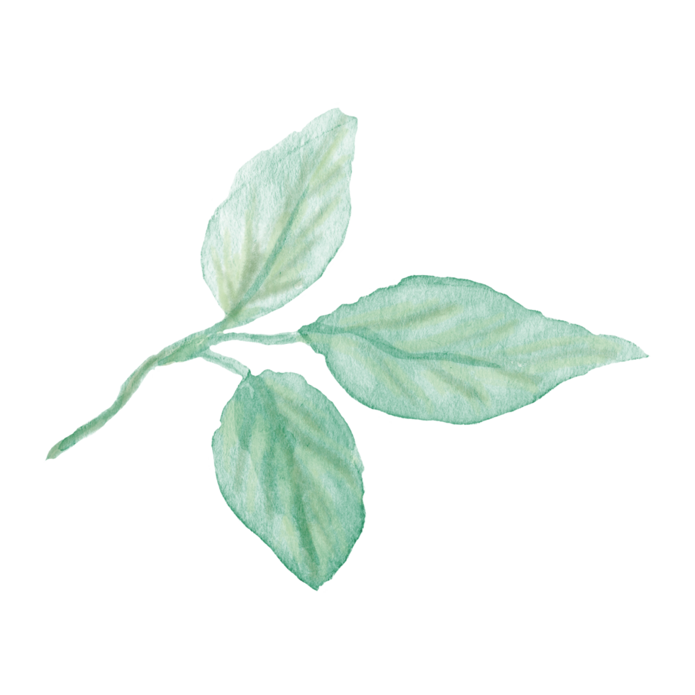 Watercolor hand painted stem with three leaves on transparent background. Botanical watercolor rustic greenery for design. Tree art design png