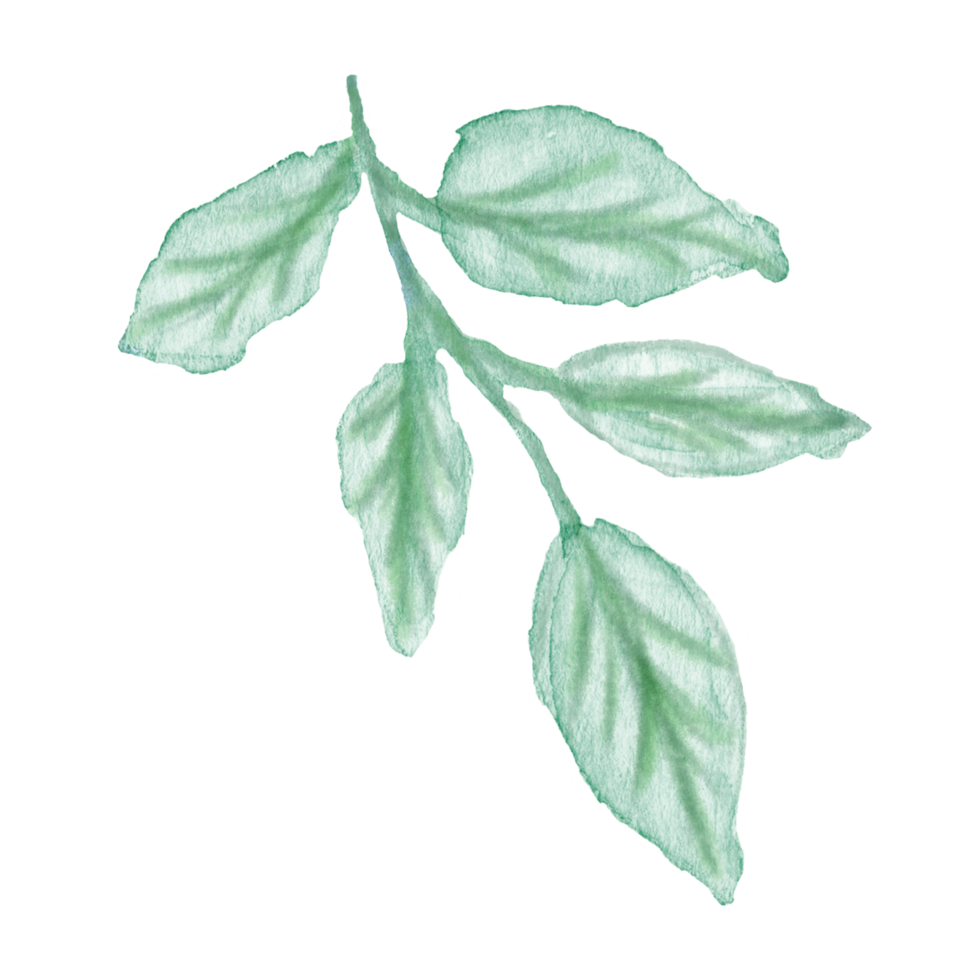 Watercolor hand painted green stem with five leaves on transparent background. Botanical watercolor rustic greenery for design. Tree art design png