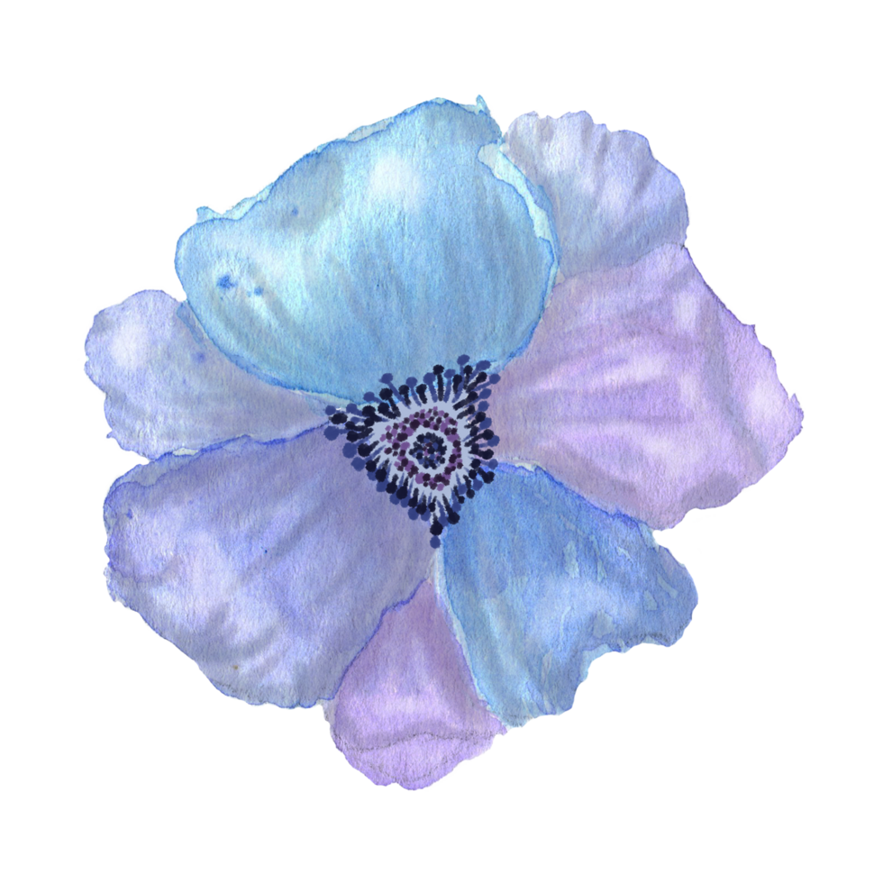Watercolor hand painted cute anemone flower on transparent background. Hand drawn watercolor anemone flower illustration png