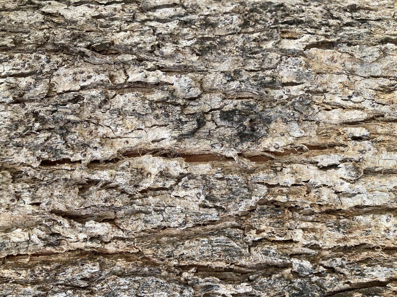 Abstract close up of wood texture, tree bark, nature background. photo