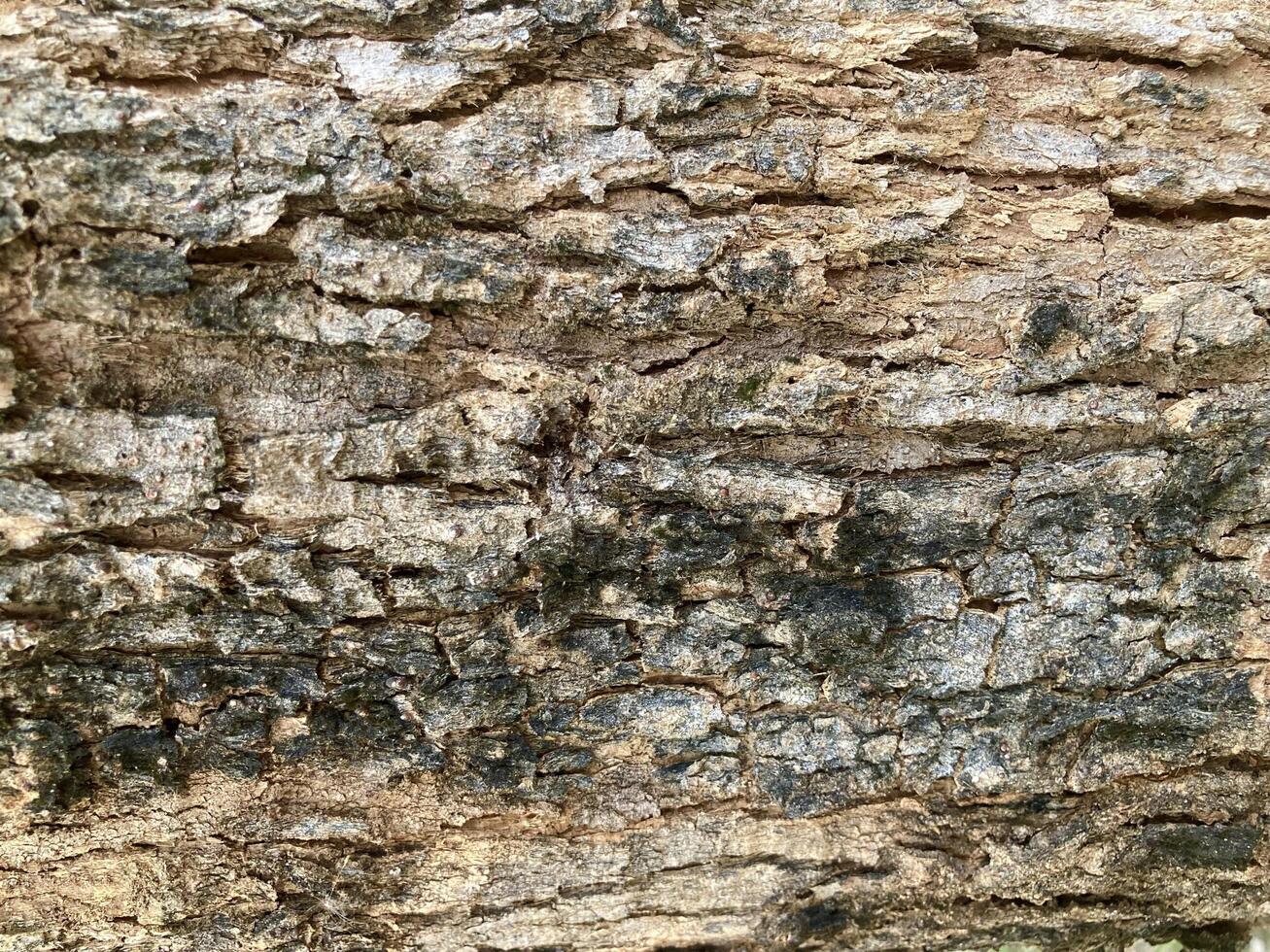Abstract close up of wood texture, tree bark, rough surface, nature background. photo