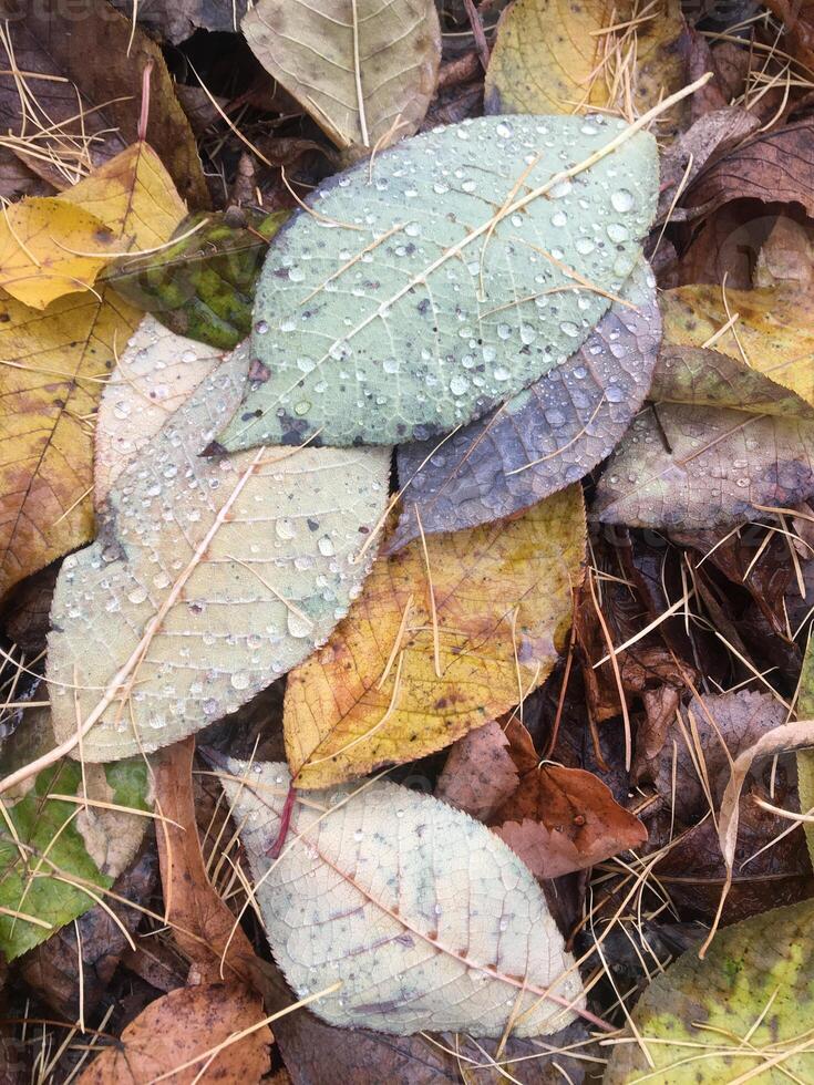 Wet autumn leaves close up with water droplets. Autumn foliage in the forest after the rain. photo