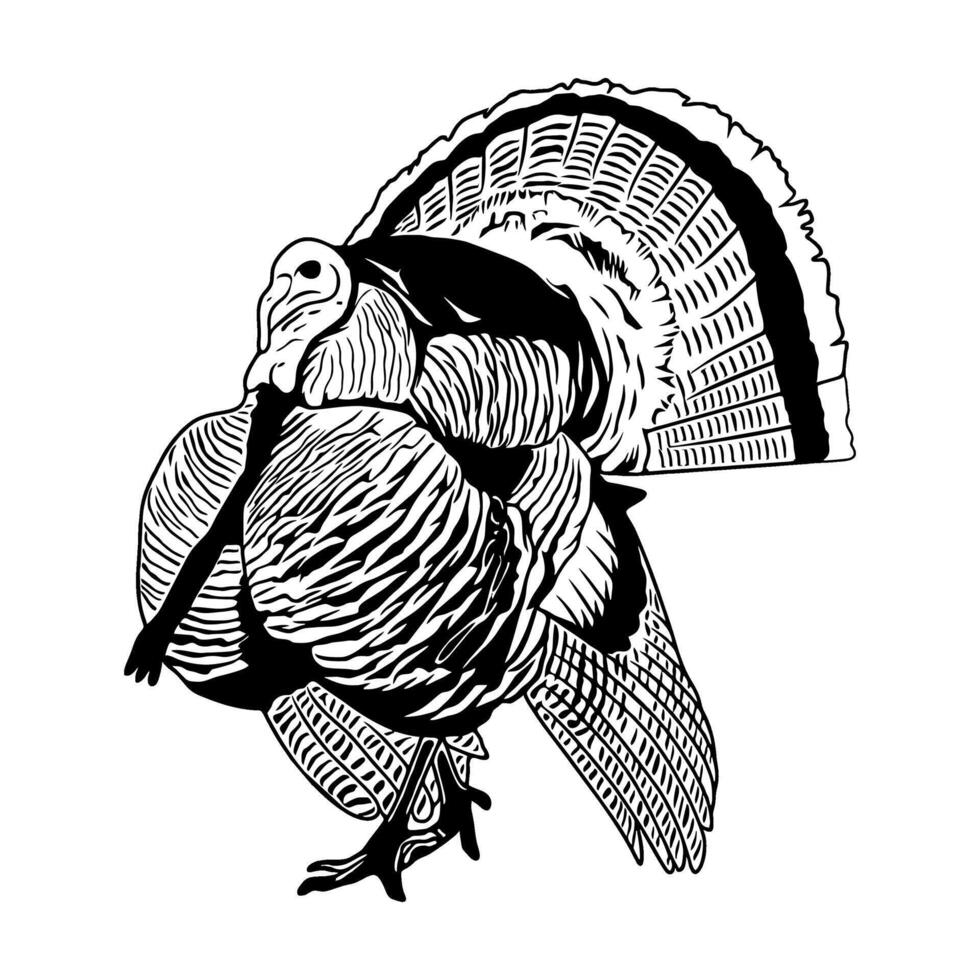 wild turkey side view with fluffy feathers black and white hunting illustration logo image t shirt vector