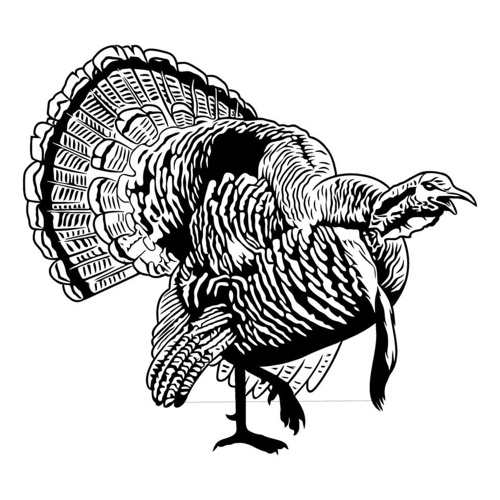 wild turkey looks angry with fluffy feathers black and white hunting illustration logo image t shirt vector