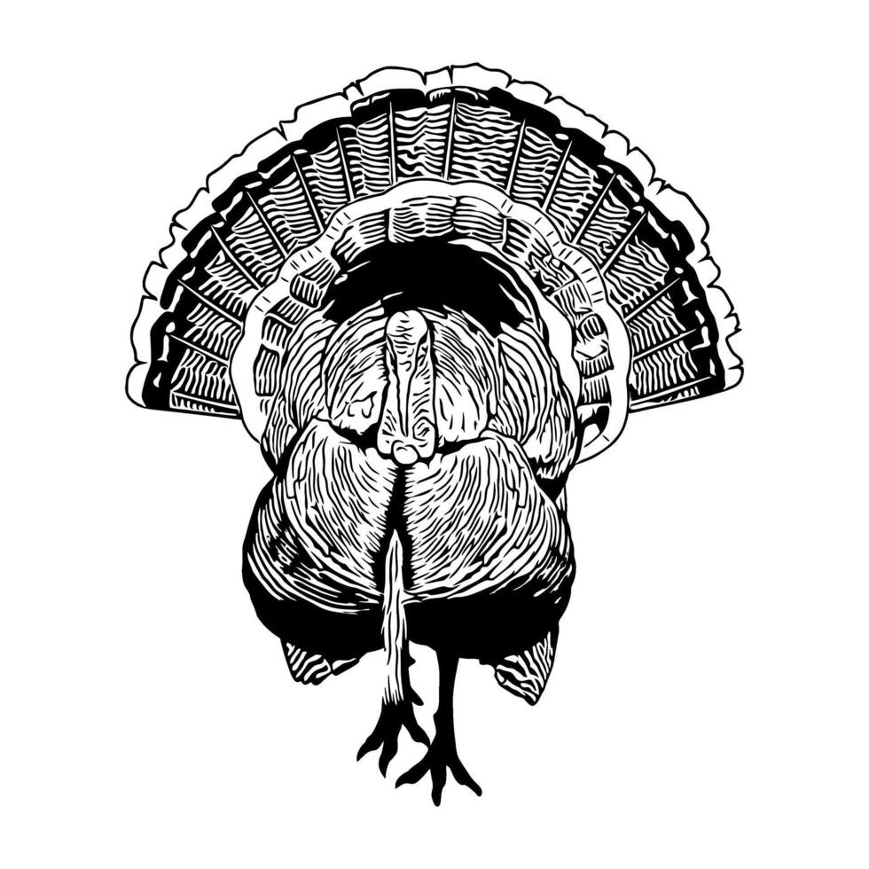 wild turkey front view with black and white fluffy feathers hunting illustration logo image t shirt vector