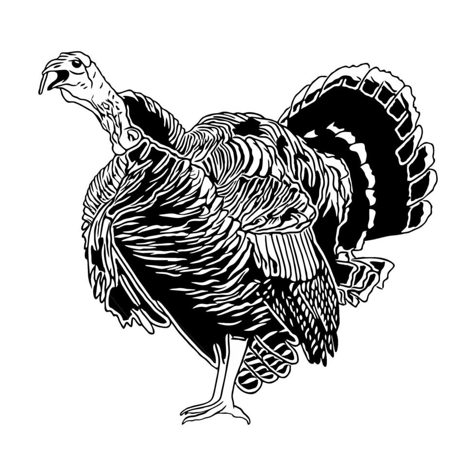 wild turkey screaming with feathers puffed outblack and white hunting illustration logo image t shirt vector