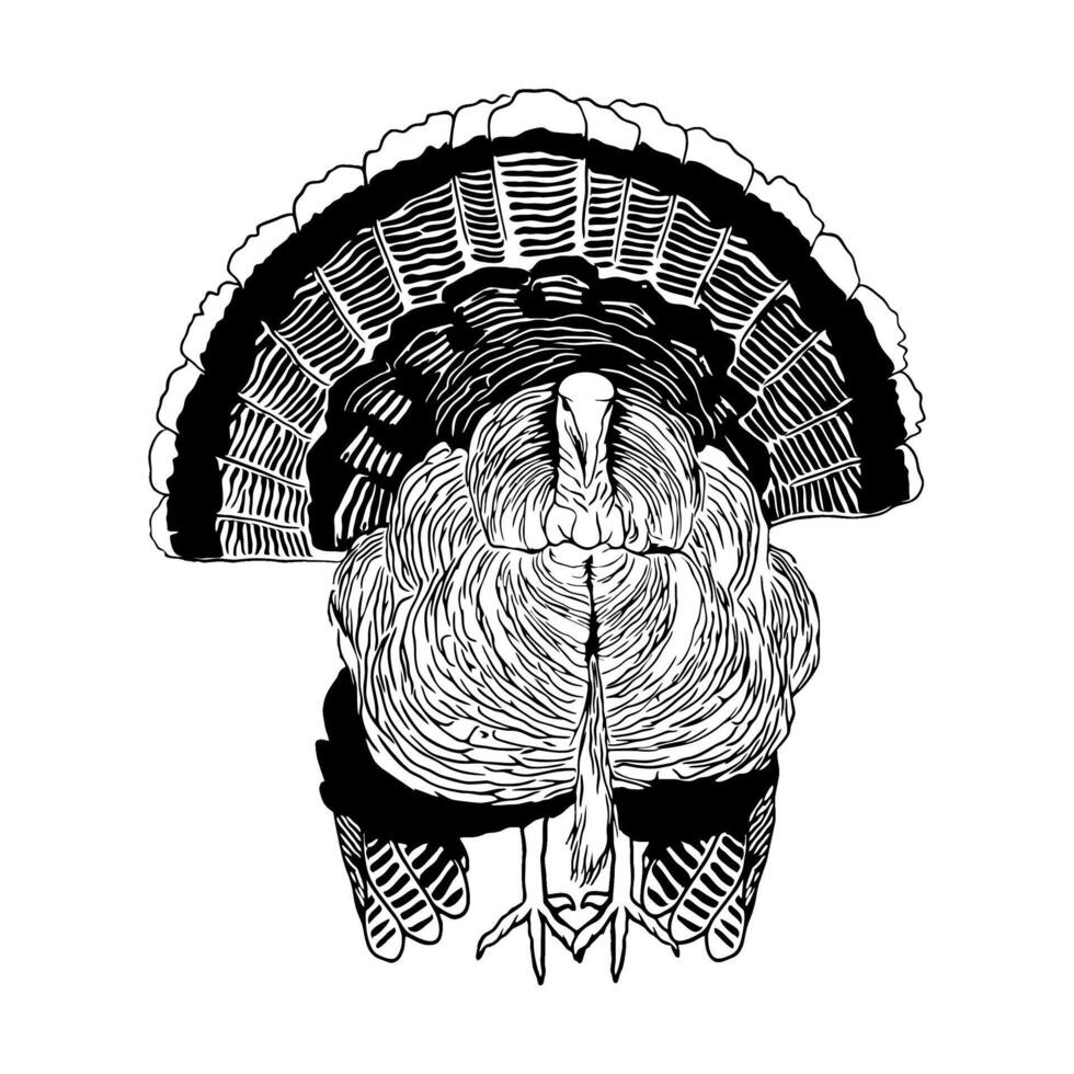 wild turkey seen from the front walking black and white hunting illustration logo image t shirt vector