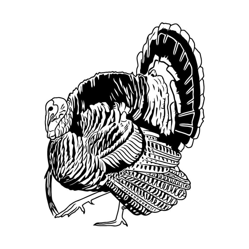 wild turkey is walking with fluffy black and white feathers hunting illustration logo image t shirt vector