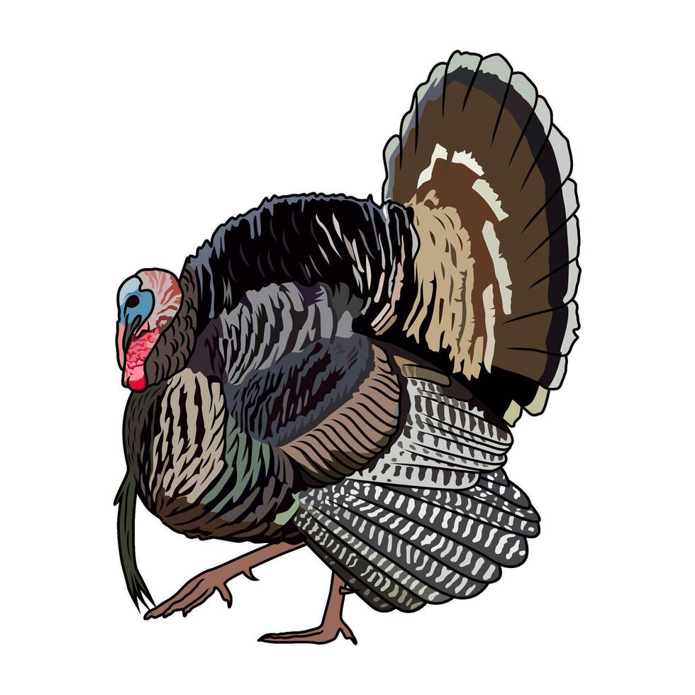 wild turkey walking from the side hunting illustration logo image t shirt vector