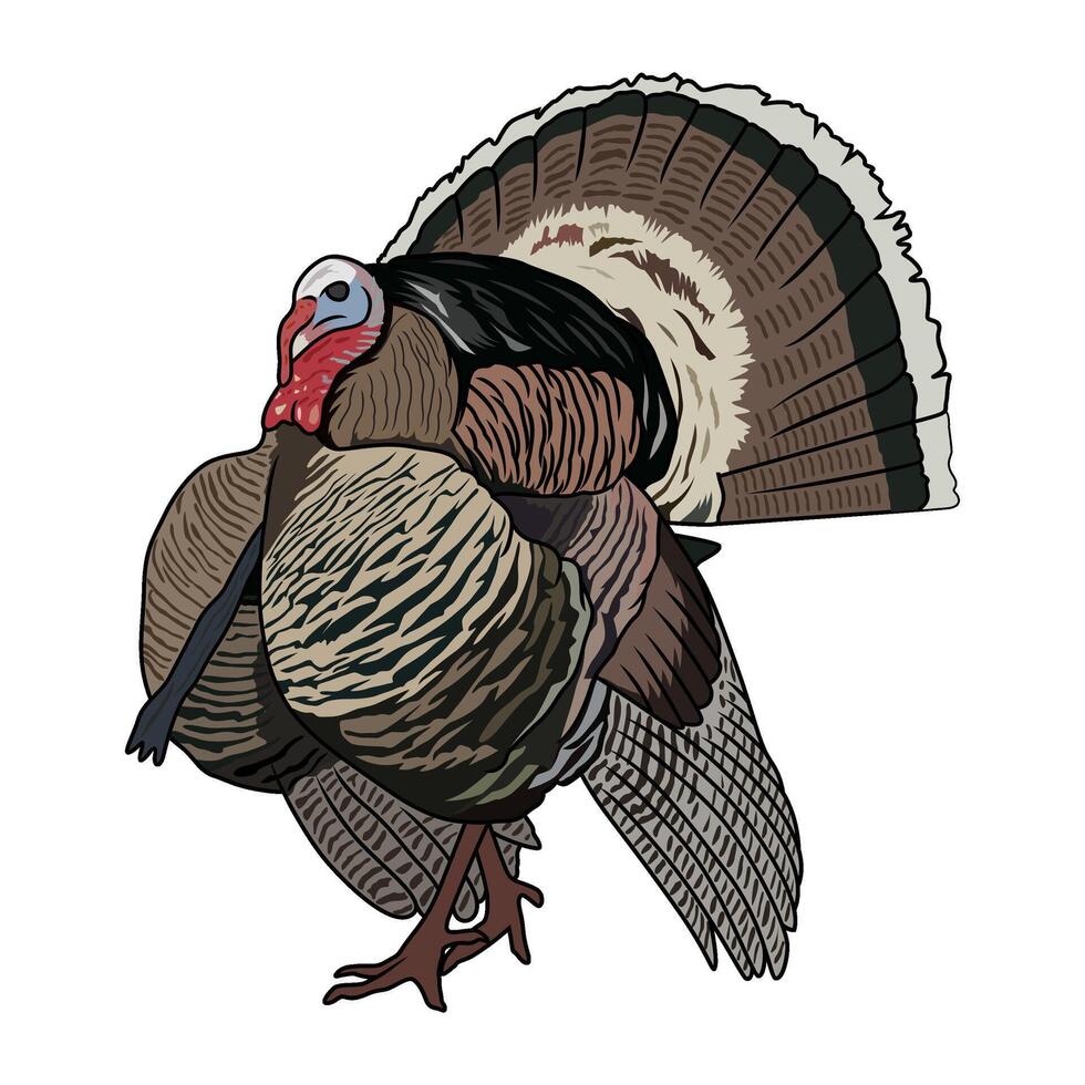 wild turkey seen from the right side hunting illustration logo image t shirt vector