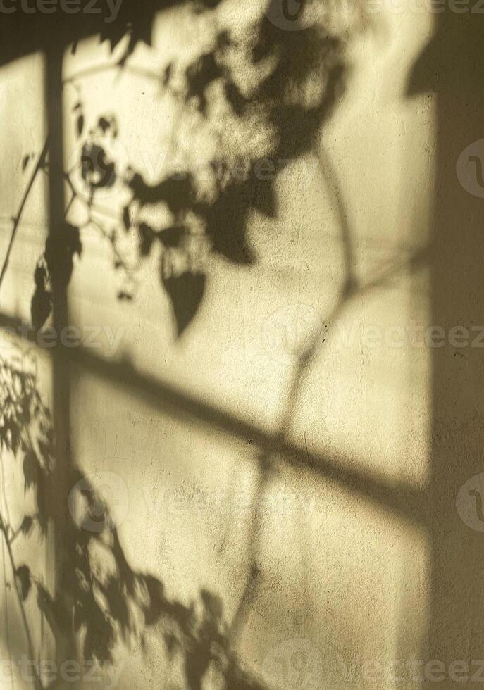 applying shadows from leaves to wallpaper texture, abstract background, summer, spring, autumn for catwalk and product presentation layout photo
