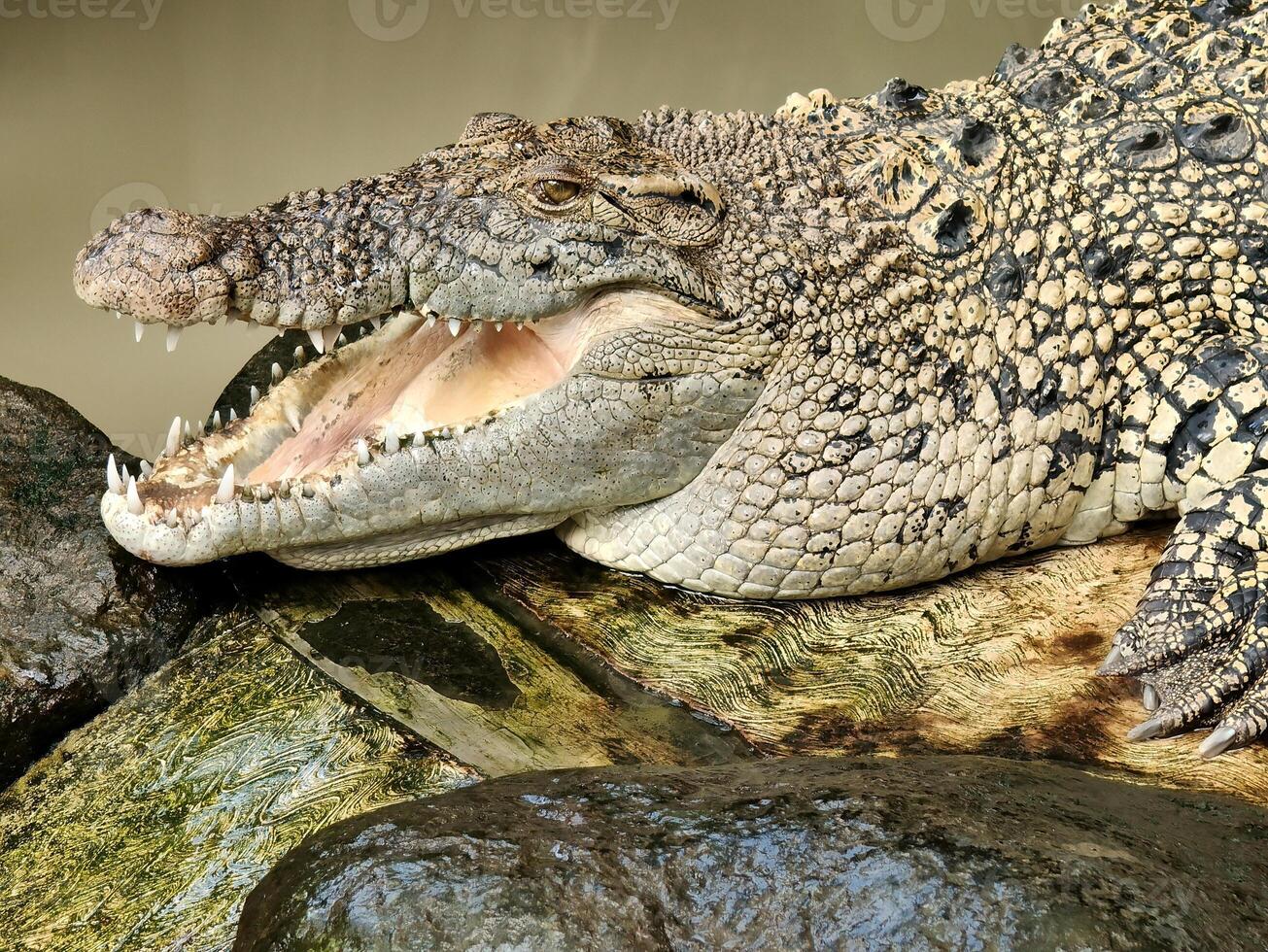 head of crocodile in the river. wild predator animal. photo
