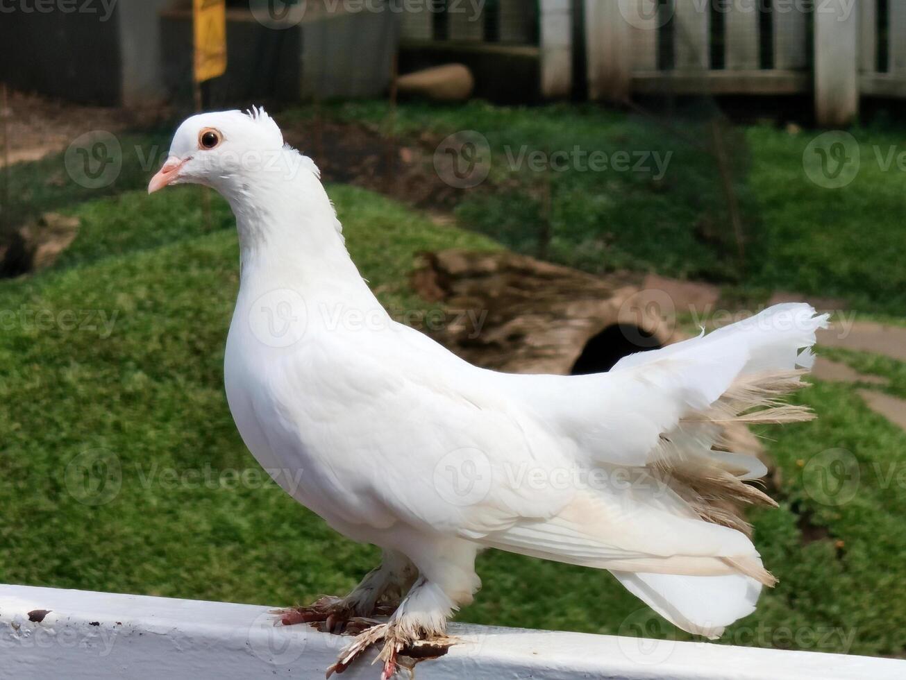white pigeon perch in wooden fence. photo