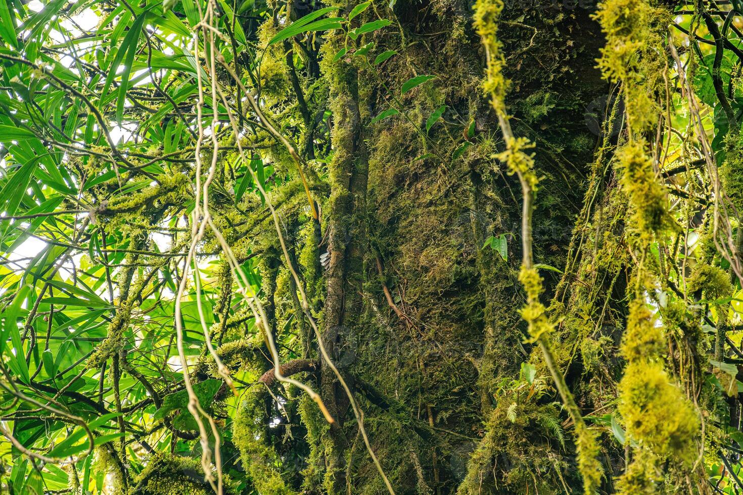 A trunk of a mossy tree in the Monteverde cloud forest in Costa Rica photo