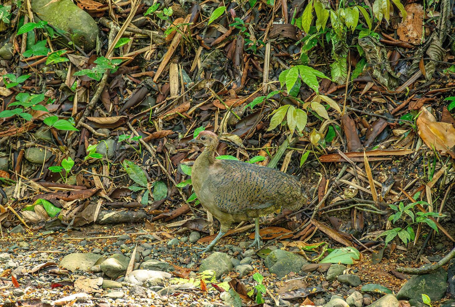 The great tinamou photo