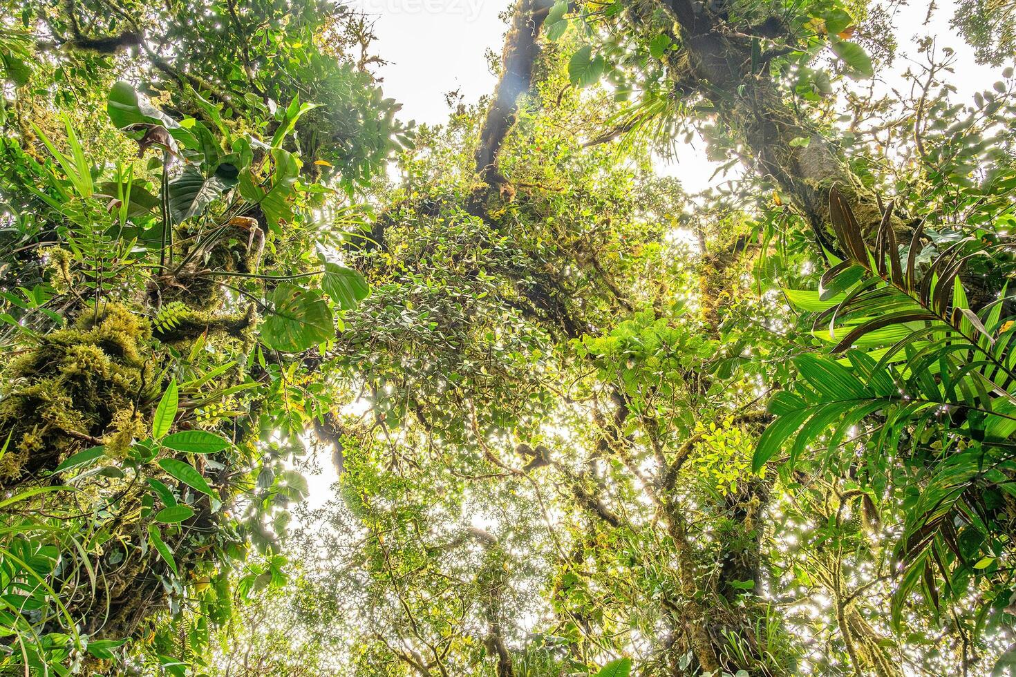 The tree canopies in the Monteverde cloud forest in Costa Rica photo