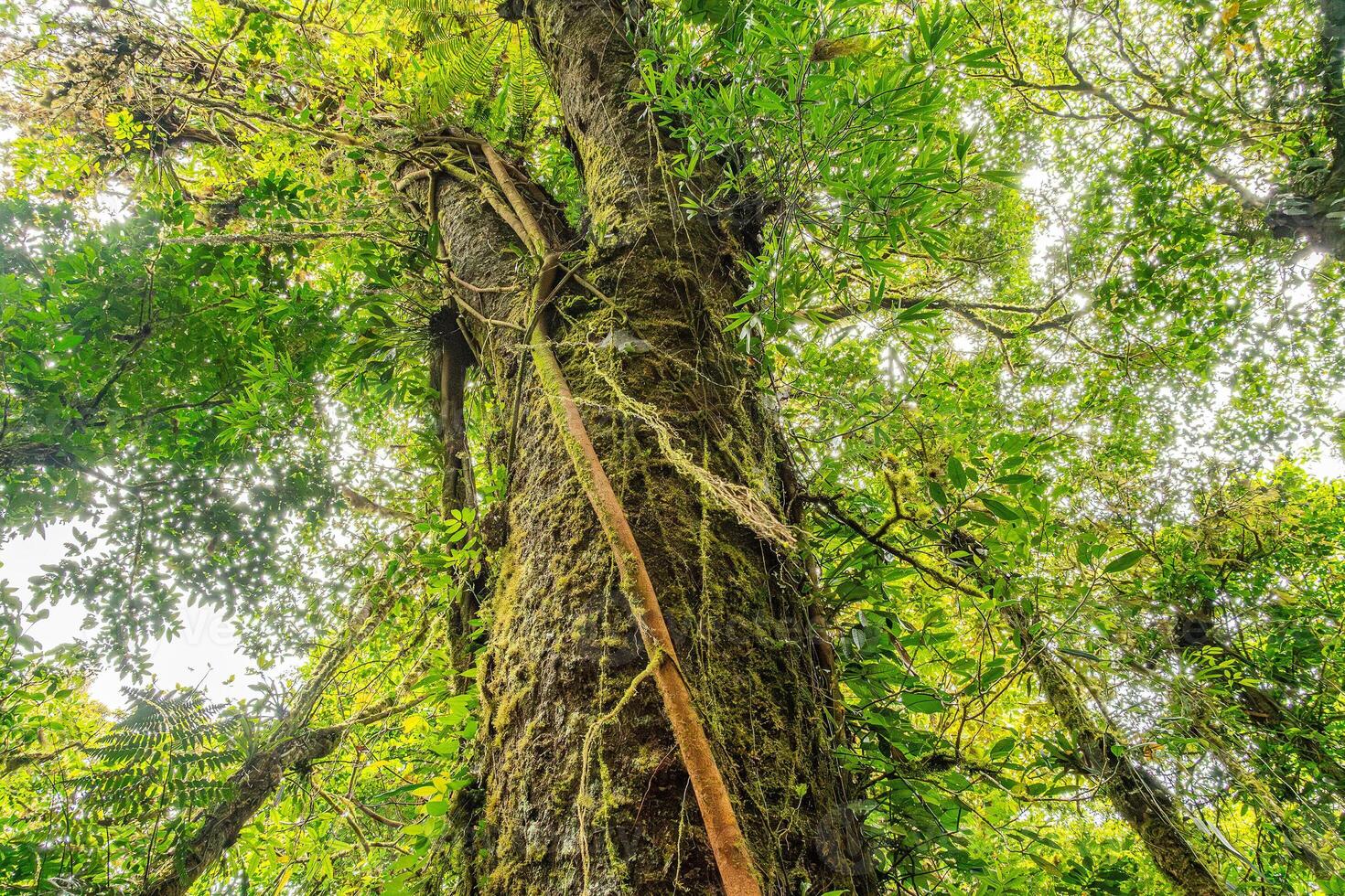 An old tree in cloud forest of Monteverde in Costa Rica photo