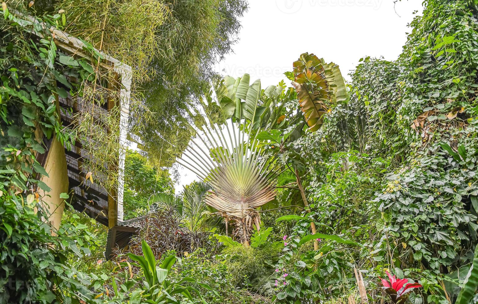 A Travellers Palm on Bali in Indonesia photo