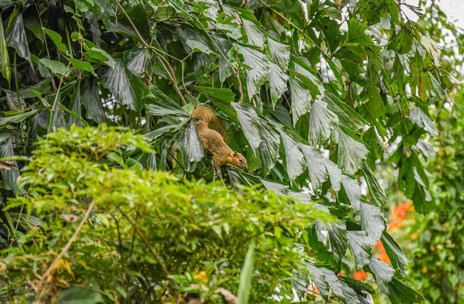 Plantain squirrel on Bali in Indonesia photo