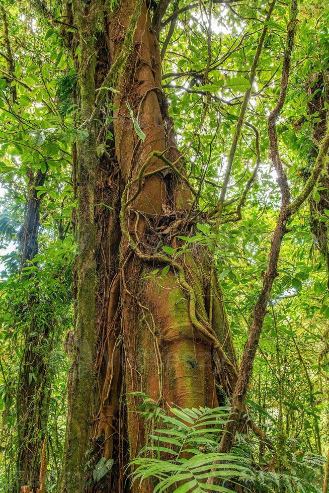 The trunk of an old tree in the Monteverde cloud forest photo